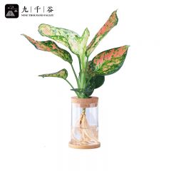 九千谷 水培植物红如意 水培水养绿植桌面盆栽玻璃瓶小绿植花卉盆栽书房办公家庭好养植物 含玻璃瓶竹托8152