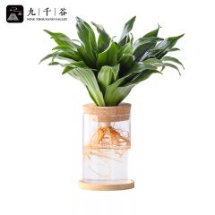 九千谷 水培植物太阳神 四季常青耐阴植物桌面小盆栽朱蕉密叶朱蕉龙血树阿波罗千年木绿植 含玻璃瓶竹托8158