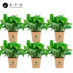 九千谷 绿萝盆栽 橙色绿叶盆6盆 植物室内客厅卧室土培四季常青办公室花卉绿植新房家用8731