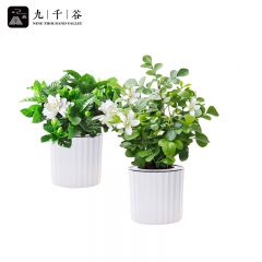 九千谷 九里香+栀子花 绿植盆栽办公室内外客厅桌面植物花卉小盆景好养易活懒人盆栽 带竖纹自吸盆9283