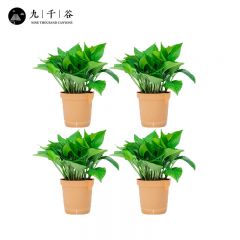 九千谷 绿萝盆栽 壶口仿陶盆4盆 绿植土培水培花卉植物新房家用室内办公室百搭 送1肥料8719