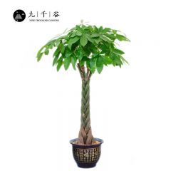 九千谷 辫子发财树大型绿植 办公室客厅大盆招财树盆栽好养易活摇钱树节日庆典新房入户1.4-1.5米 4号盆9273